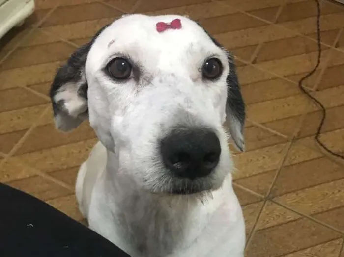 Cachorro ra a Vira-lata idade 6 ou mais anos nome Latifa 