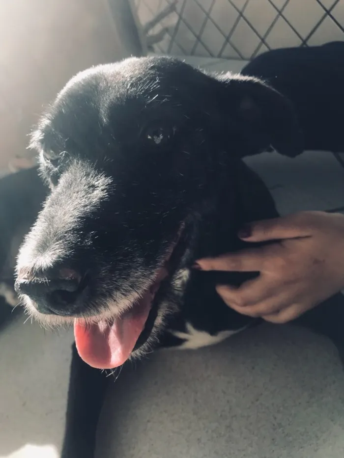 Cachorro ra a Vira-lata idade 6 ou mais anos nome Fioso