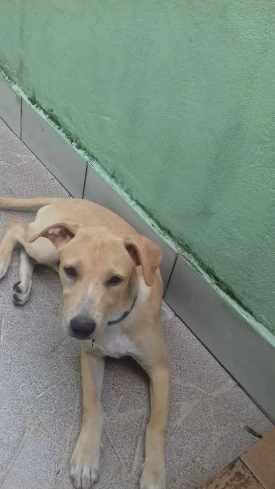 Cachorro raça Labrador /Pastor Alemão  idade 1 ano nome Belinha