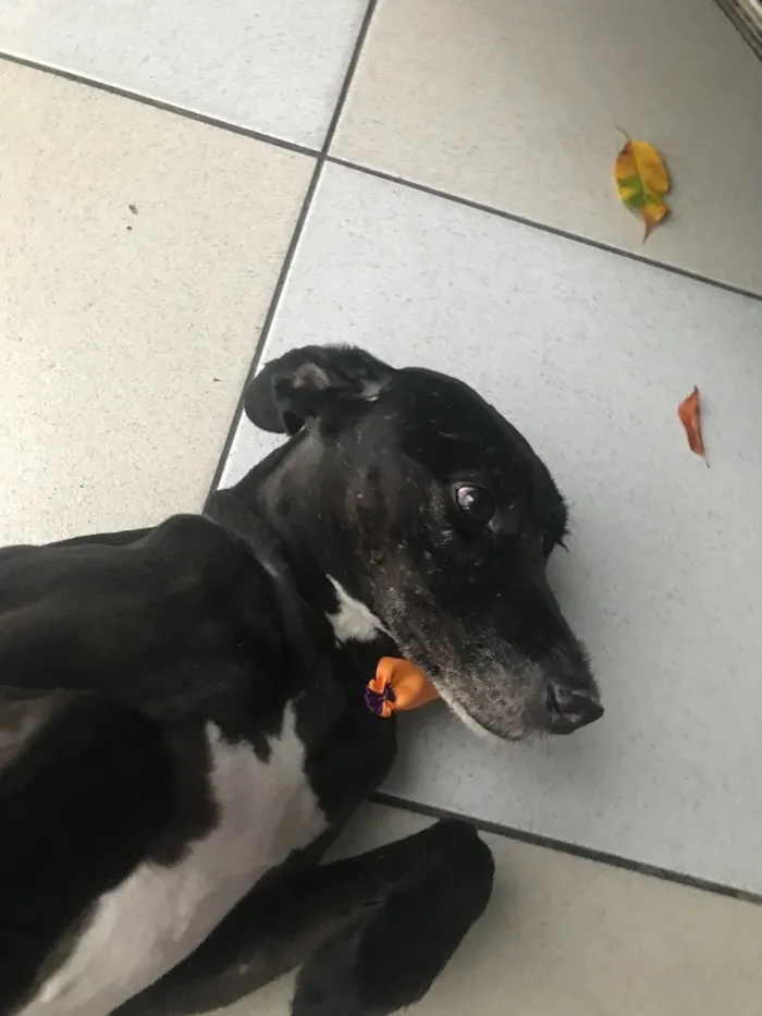 Cachorro ra a Vira-lata idade 6 ou mais anos nome Fioso