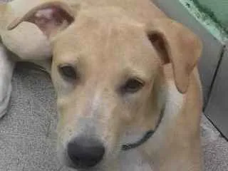 Cachorro raça Labrador /Pastor Alemão  idade 1 ano nome Belinha