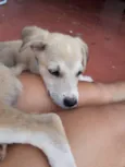 Macho e fêmea