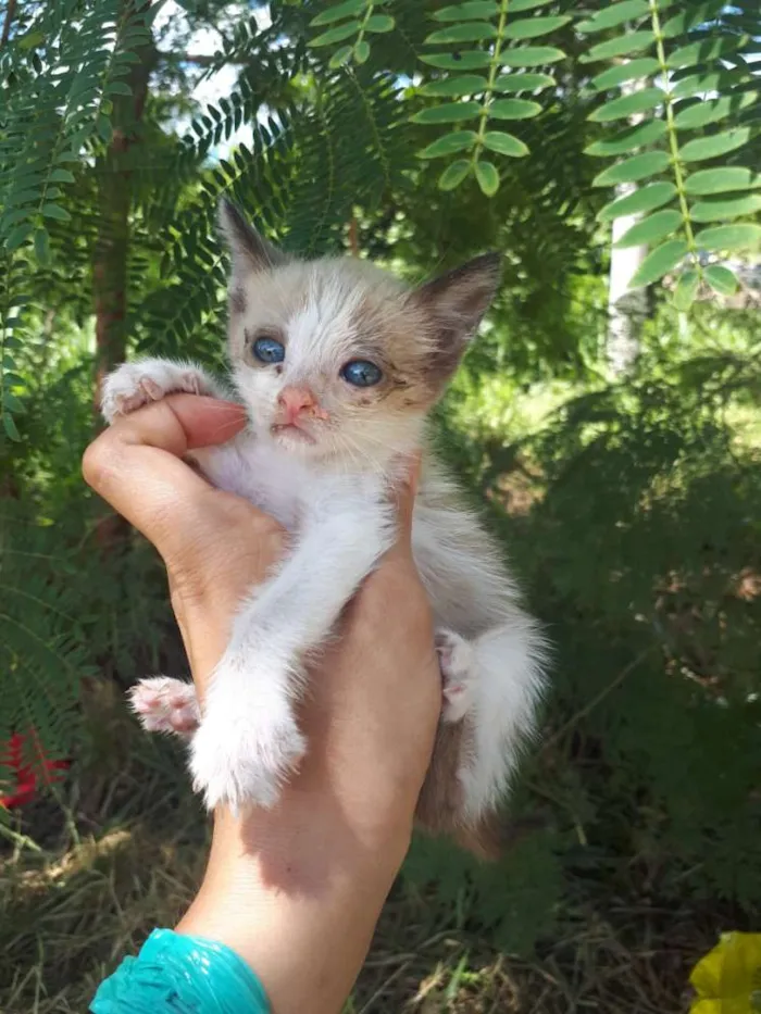 Gato ra a Sem raça definida idade Abaixo de 2 meses nome Belo, nick,nina