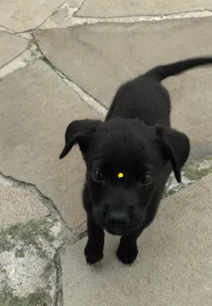 Cachorro raça Vira-lata idade 2 a 6 meses nome Anastasia