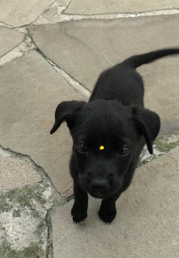 Cachorro ra a Vira-lata idade 2 a 6 meses nome Anastasia