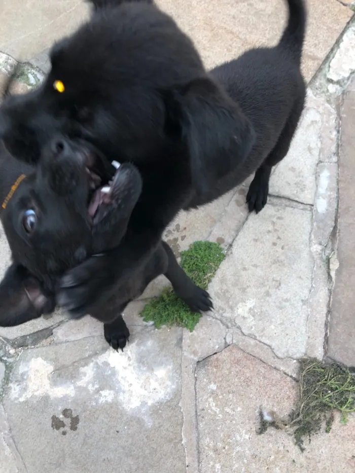Cachorro ra a Vira-lata idade 2 a 6 meses nome Anastasia