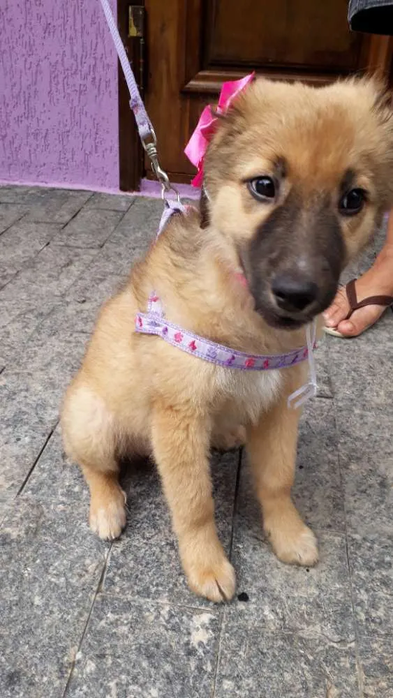 Cachorro ra a Srd idade 2 a 6 meses nome Drika