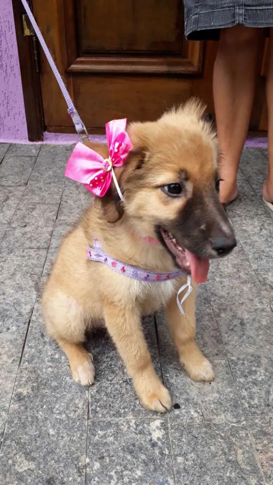 Cachorro ra a Srd idade 2 a 6 meses nome Drika