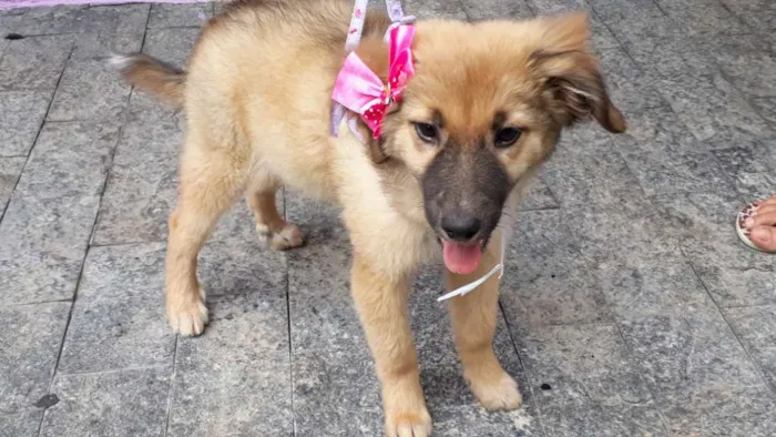 Cachorro ra a Srd idade 2 a 6 meses nome Drika