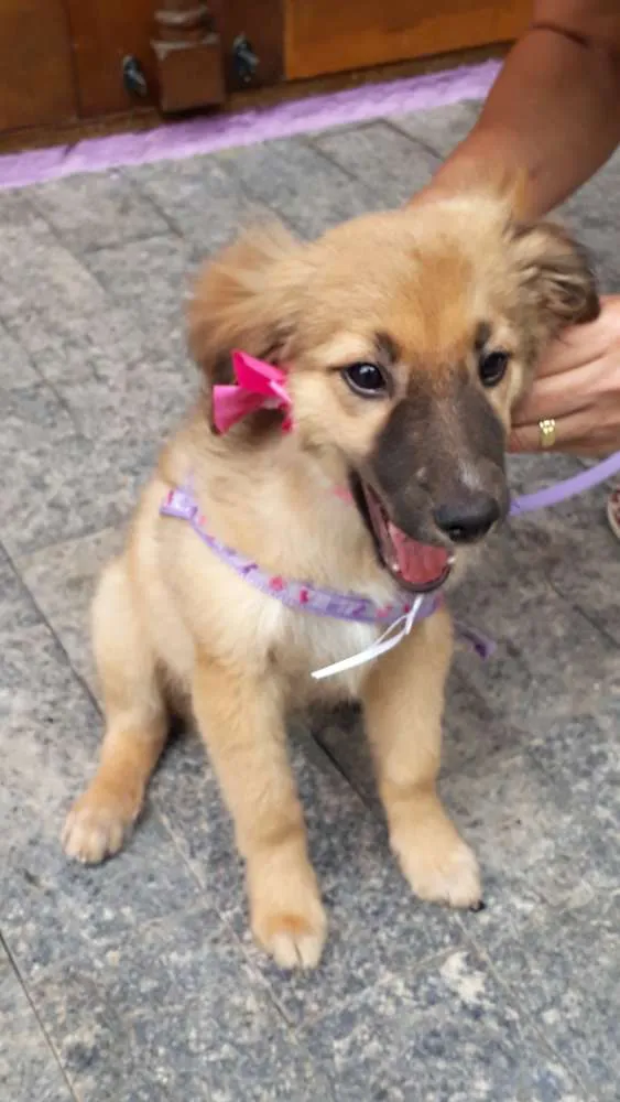 Cachorro ra a Srd idade 2 a 6 meses nome Drika