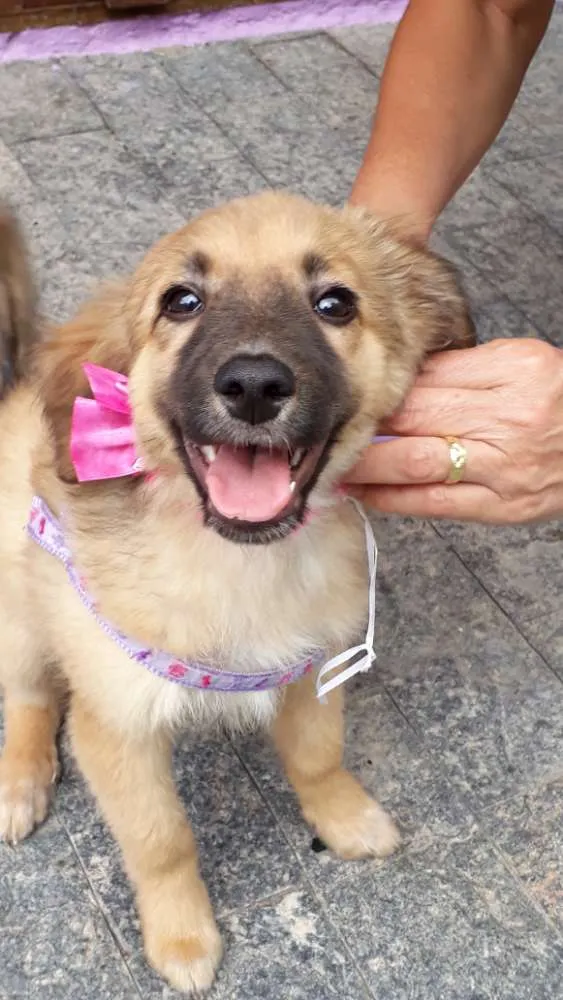 Cachorro ra a Srd idade 2 a 6 meses nome Drika
