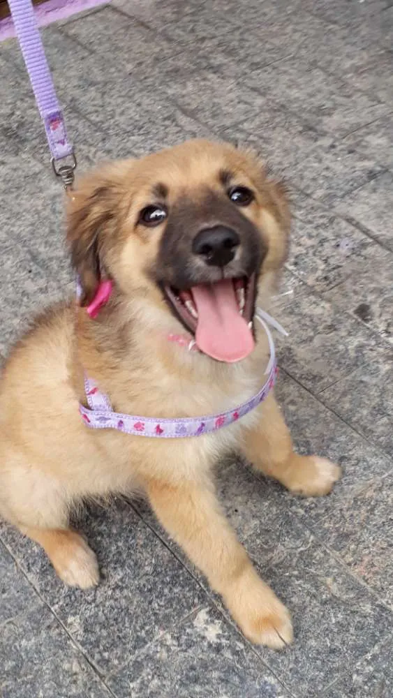 Cachorro ra a Srd idade 2 a 6 meses nome Drika