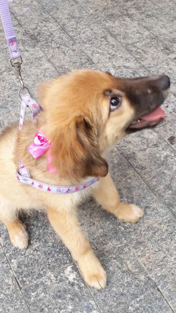 Cachorro ra a Srd idade 2 a 6 meses nome Drika