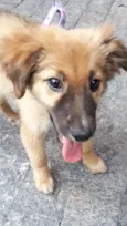 Drika