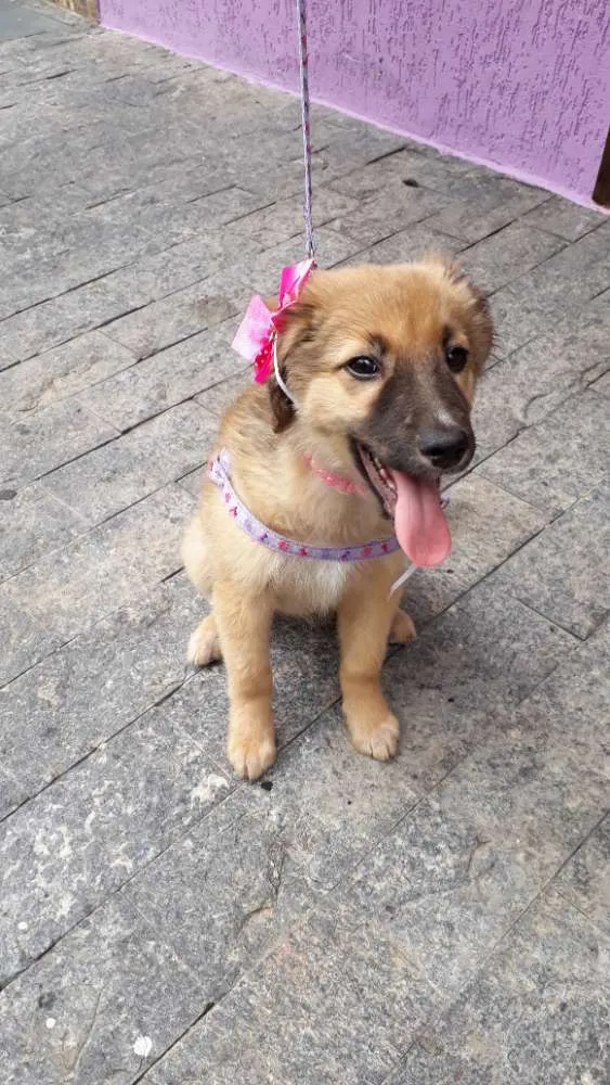 Cachorro ra a Srd idade 2 a 6 meses nome Drika