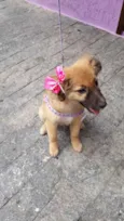 Drika