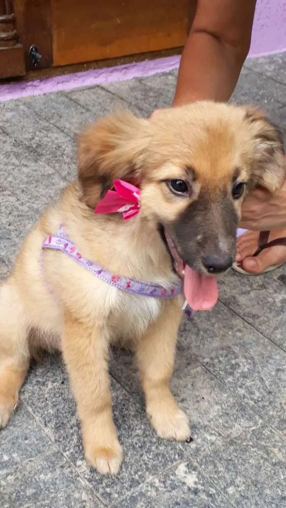 Cachorro ra a Srd idade 2 a 6 meses nome Drika