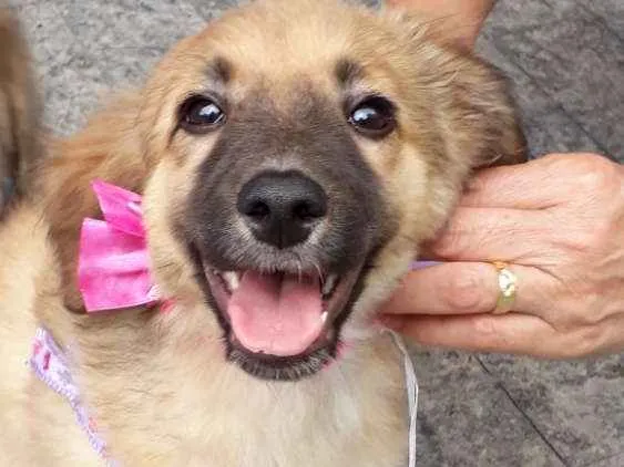 Cachorro ra a Srd idade 2 a 6 meses nome Drika