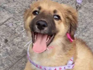 Cachorro raça Srd idade 2 a 6 meses nome Drika
