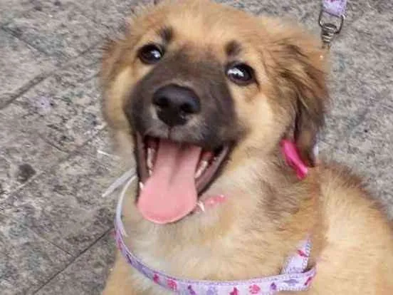 Cachorro ra a Srd idade 2 a 6 meses nome Drika