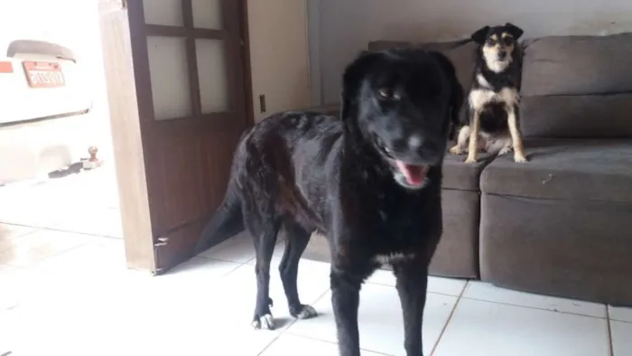 Cachorro ra a labradora idade 3 anos nome jager e shy