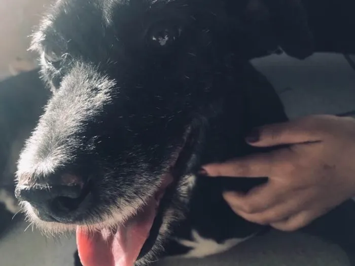 Cachorro ra a Vira-lata idade 6 ou mais anos nome Fioso