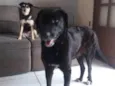 jager e shy