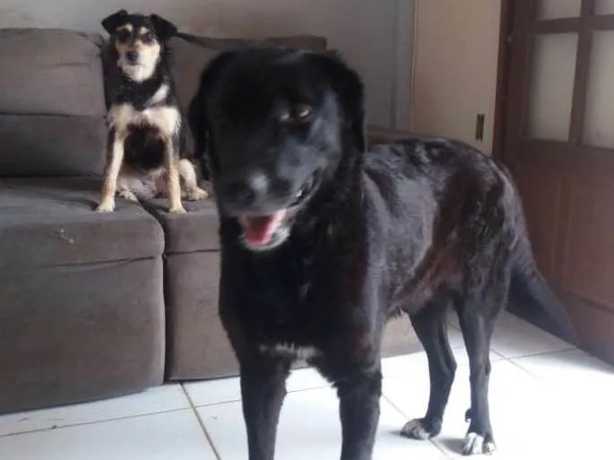 Cachorro ra a labradora idade 3 anos nome jager e shy