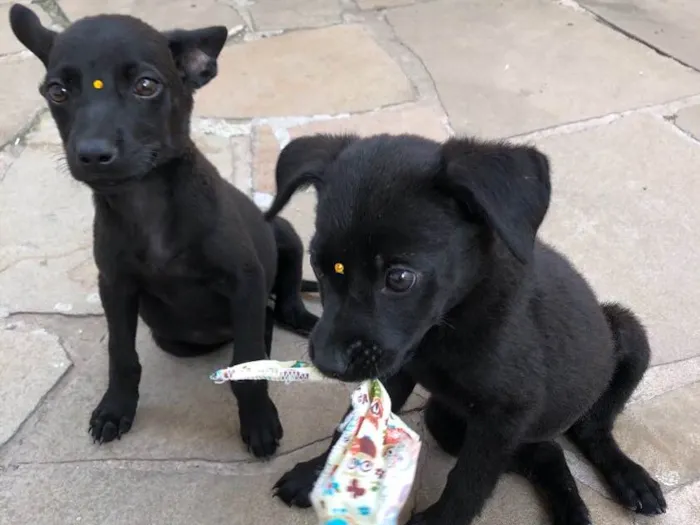 Cachorro ra a Vira-lata idade 2 a 6 meses nome Anastasia