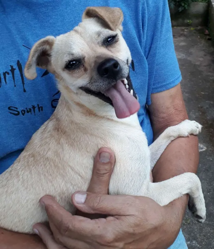 Cachorro ra a SRD idade 7 a 11 meses nome Milena