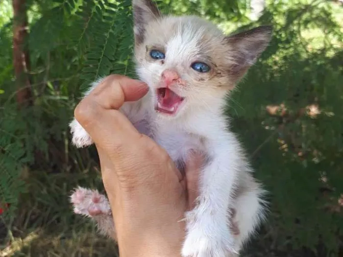 Gato ra a Sem raça definida idade Abaixo de 2 meses nome Belo, nick,nina