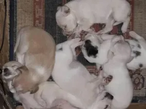 Cachorro raça SRD idade Abaixo de 2 meses nome -nao escolhido-