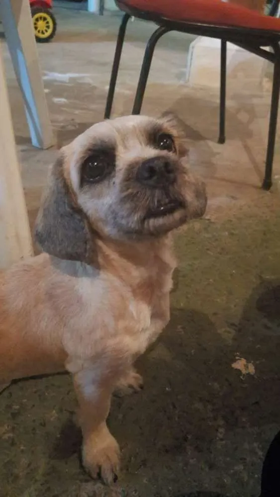 Cachorro ra a Mistura com shitsu idade 2 anos nome Luly