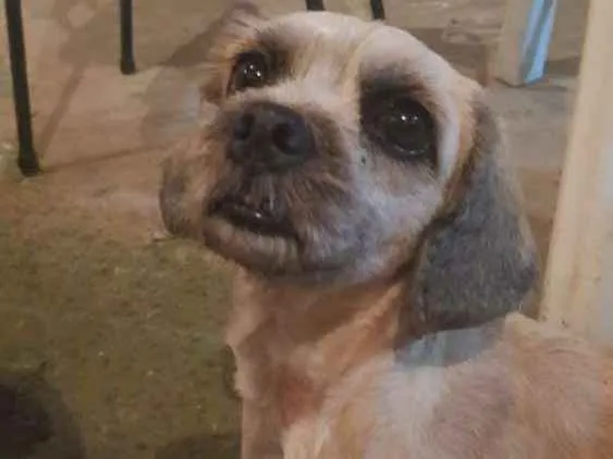 Cachorro ra a Mistura com shitsu idade 2 anos nome Luly