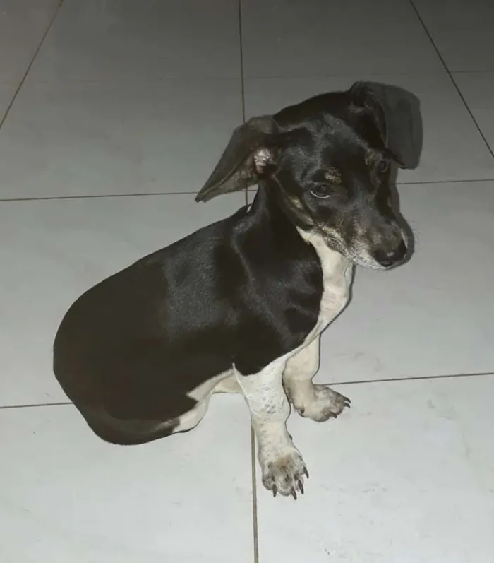 Cachorro ra a Vira lata idade 1 ano nome Pretinha