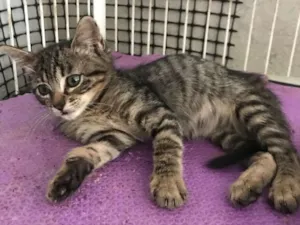 Gato raça  idade 7 a 11 meses nome Anitta