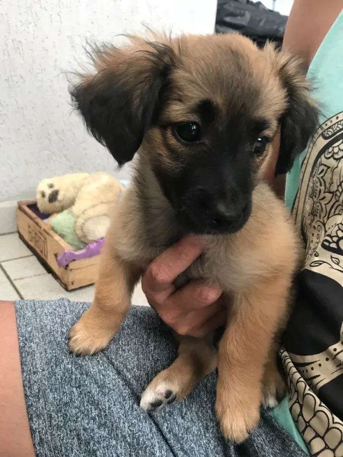 Cachorro ra a  idade Abaixo de 2 meses nome Nick 