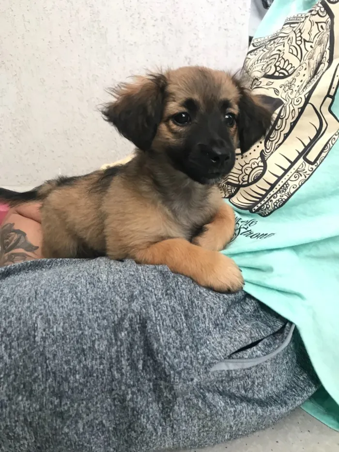 Cachorro ra a  idade Abaixo de 2 meses nome Nick 