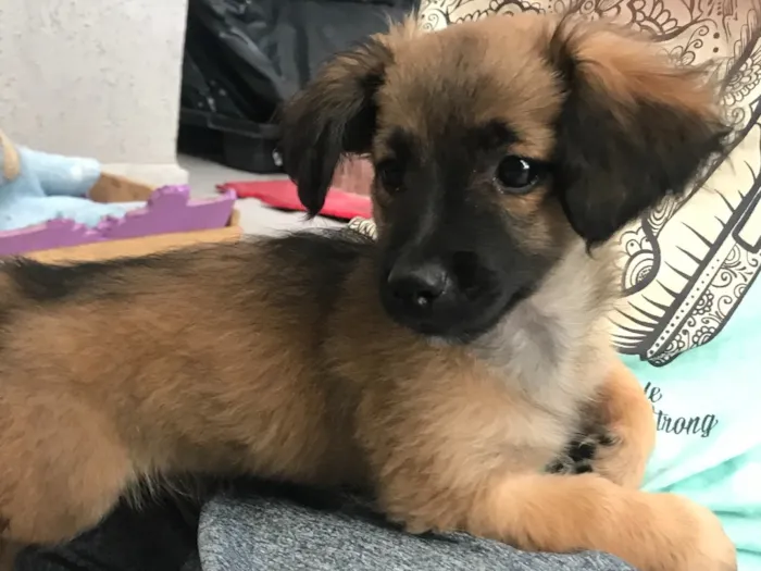 Cachorro ra a  idade Abaixo de 2 meses nome Nick 
