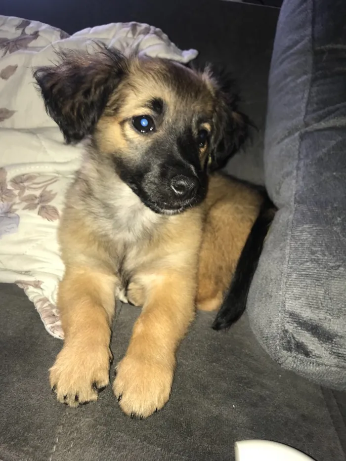 Cachorro ra a  idade Abaixo de 2 meses nome Nick 