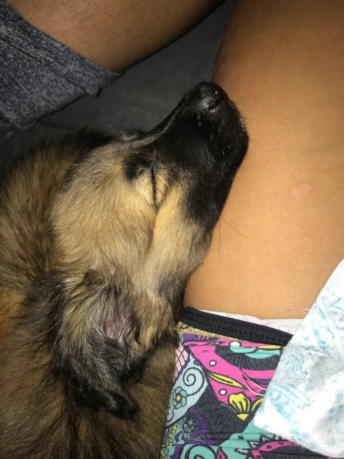 Cachorro ra a  idade Abaixo de 2 meses nome Nick 