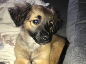 Cachorro raça  idade Abaixo de 2 meses nome Nick 