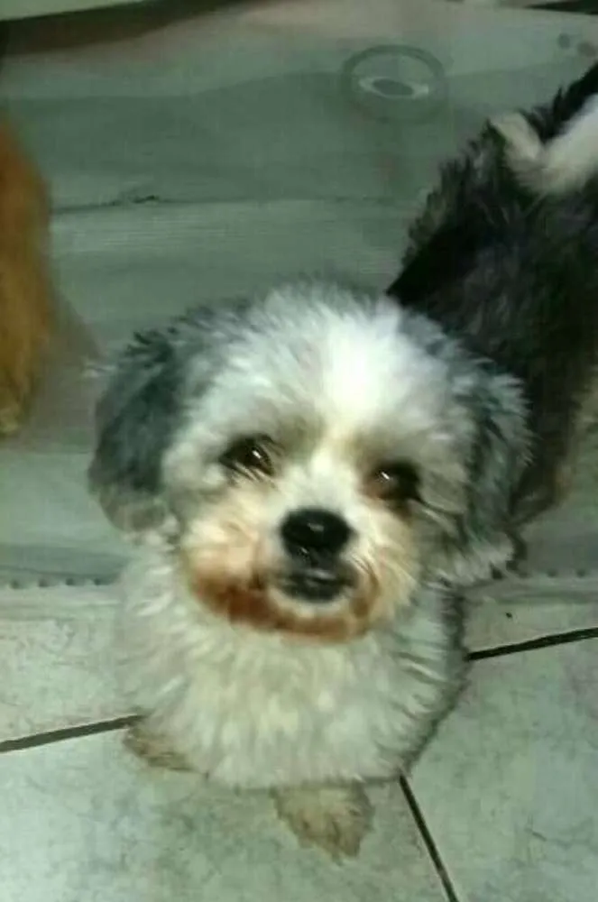 Cachorro ra a Lhasa Apso  idade 1 ano nome Tony 