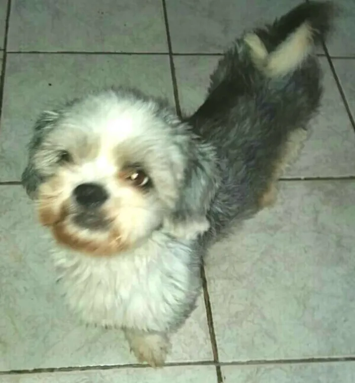 Cachorro ra a Lhasa Apso  idade 1 ano nome Tony 
