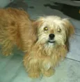 Cachorro raça Lhasa Apso (Mestiça  idade 1 ano nome Clara 