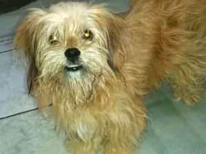 Cachorro raça Lhasa Apso (Mestiça  idade 1 ano nome Clara 