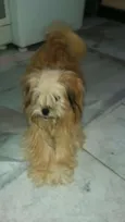 Cachorro raça Lhasa Apso (Mestiça  idade 1 ano nome Clara 