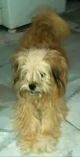 Cachorro raça Lhasa Apso (Mestiça  idade 1 ano nome Clara 