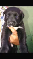Filhotes mestiços 