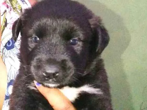 Cachorro ra a Husk siberiano mix idade Abaixo de 2 meses nome Filhotes mestiços 